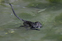 Allen's Swamp Monkey (Allenopithecus nigroviridis) swimming, native to the Congo, San Diego Zoo, California