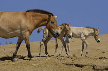 Przewalski's Horse (Equus ferus przewalskii) adult with two foals, endangered species native to China, San Diego Zoo Safari Park, California