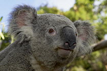 Koala (Phascolarctos cinereus) portrait, native to Australia, San Diego Zoo, California