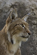 Eurasian Lynx (Lynx lynx) portrait, native to Europe and Siberia, San Diego Zoo, California