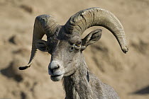 Bighorn Sheep (Ovis canadensis) male, native to North America, San Diego Zoo Safari Park, California