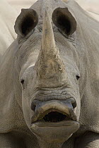White Rhinoceros (Ceratotherium simum) calling, native to Africa, San Diego Zoo Safari Park, California