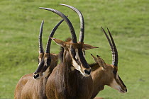 Sable Antelope (Hippotragus niger) trio, native to East Africa, San Diego Zoo Safari Park, California