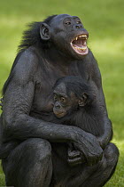 Bonobo (Pan paniscus) mother and baby, endangered species native to Africa, San Diego Zoo Safari Park, California