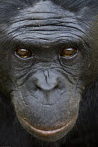 Bonobo (Pan paniscus) portrait, endangered species native to Africa, San Diego Zoo Safari Park, California