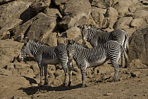 Grevy's Zebra (Equus grevyi) trio, endangered species native to Africa, San Diego Zoo Safari Park, California
