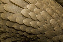 Tree Pangolin (Manis tricuspis) scales, native to Africa, San Diego Zoo, California