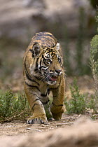 Sumatran Tiger (Panthera tigris sumatrae) cub, endangered species native to Sumatra, San Diego Zoo Safari Park, California