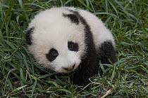 Giant Panda (Ailuropoda melanoleuca) baby, endangered species native to China, San Diego Zoo, California
