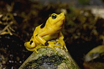 Panamanian Golden Frog (Atelopus zeteki) critically endangered species native to Panama, San Diego Zoo, California