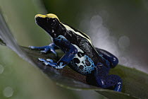 Dyeing Poison Frog (Dendrobates tinctorius) poisonous frog native to South America, San Diego Zoo, California