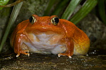 Tomato Frog (Dyscophus antongilii) very rare in nature and native to Madagascar, San Diego Zoo, California