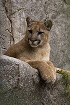Mountain Lion (Puma concolor) cub portrait, San Diego Zoo, California
