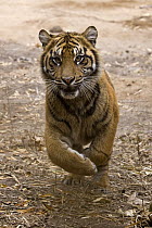 Sumatran Tiger (Panthera tigris sumatrae) cub running, endangered species native to Sumatra,San Diego Zoo Safari Park, California