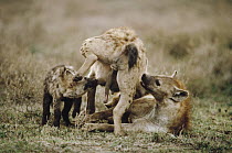 Spotted Hyena (Crocuta crocuta) mother nursing pup while another Hyena sniffs her for identification, Serengeti