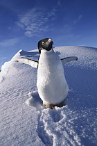 Adelie Penguin (Pygoscelis adeliae) with wings outstretched, Antarctica
