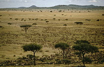Blue Wildebeest (Connochaetes taurinus) herd migrating, Serengeti National Park, Tanzania