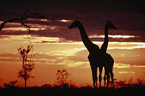 Masai Giraffe (Giraffa tippelskirchi) pair silhouetted at sunset, Serengeti National Park, Tanzania