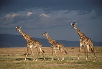 Masai Giraffe (Giraffa tippelskirchi) trio crossing grasslands, Serengeti National Park, Tanzania