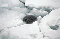 Weddell Seal (Leptonychotes weddellii) at breathing hole, Antarctica