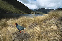 Takahe (Porphyrio mantelli) walking through grasses, previously thought to be extinct, North Island, New Zealand