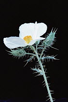 Prickly Poppy (Argemone polyanthemos) flower, Baja California, Mexico