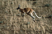 Red Kangaroo (Macropus rufus) hopping through dry grass, Australia