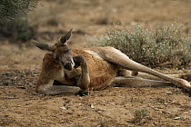 Red Kangaroo (Macropus rufus) male resting, Australia