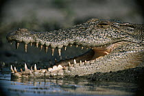 Freshwater Crocodile (Crocodylus johnstoni) with an open mouth, Australia