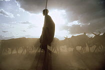 Masai tribesman with cattle, east Africa