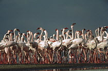 Flamingo (Phoenicopterus sp) flock in wetland, Serengeti National Park, Tanzania