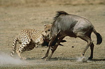 Cheetah (Acinonyx jubatus) attacking Blue Wildebeest (Connochaetes taurinus), Serengeti, Tanzania