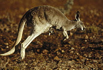 Red Kangaroo (Macropus rufus) mother hopping with young in pouch, Australia