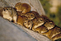 Rock Hyrax (Procavia capensis) group of adults and young huddled together on a rock, Serengeti National Park, Tanzania
