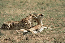 Cheetah (Acinonyx jubatus) attacking Thomson's Gazelle (Eudorcas thomsonii), Serengeti, Tanzania