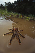 Peruvian Pinktoe Tarantula (Avicularia urticans) walking on water after being flooded from its nest, Amazonian ecosystem, Peru