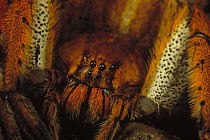 Banana Spider (Nephila clavipes) adult portrait, Florida