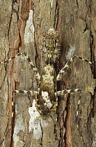 Praying Mantis (Mantis sp) camouflaged on bark, Amazon Basin, South America