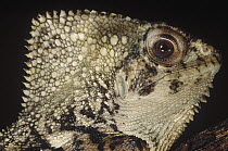 Casque-headed Lizard (Corytophanes hernandezii), Peru