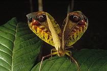 Peacock Katydid (Pterochroza ocellata) with false eye spots, Amazonian, Peru