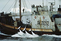 Dwarf Minke Whale (Balaenoptera acutorostrata) harvested by Russian whaling ship, Antarctica