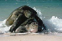 Green Sea Turtle (Chelonia mydas) couple mating, Hawaii