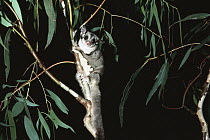 Sugar Glider (Petaurus breviceps) in eucalyptus tree, Australia
