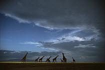 Masai Giraffe (Giraffa tippelskirchi) herd crossing grasslands, Serengeti National Park, Tanzania