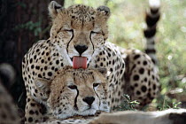 Cheetah (Acinonyx jubatus) grooming a companion, Serengeti, Tanzania