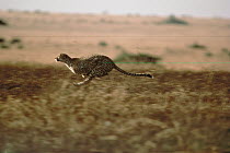 Cheetah (Acinonyx jubatus) a vunerable species, running on grasslands, Serengeti