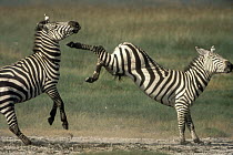 Burchell's Zebra (Equus burchellii) males fighting, Serengeti National Park, Tanzania