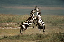 Burchell's Zebra (Equus burchellii) males fighting, Serengeti National Park, Tanzania