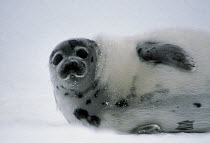 Harp Seal (Phoca groenlandicus) juvenile shedding white fur, Gulf of St Lawrence, Canada