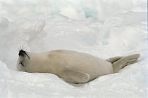 Harp Seal (Phoca groenlandicus) pup sleeping, Gulf of St Lawrence, Canada
